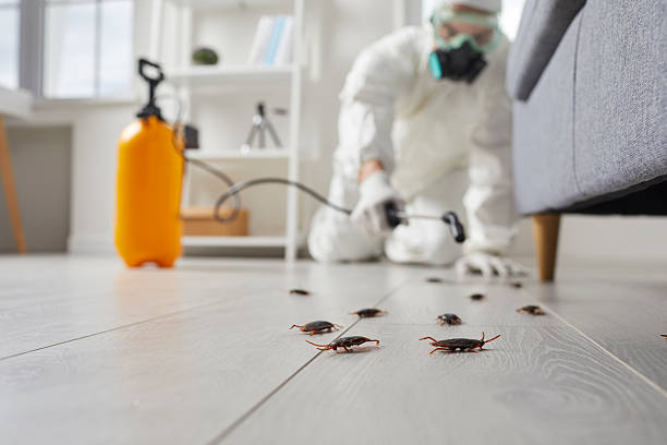 Post-Treatment Bed Bug Interceptor Monitoring in North Kansas City